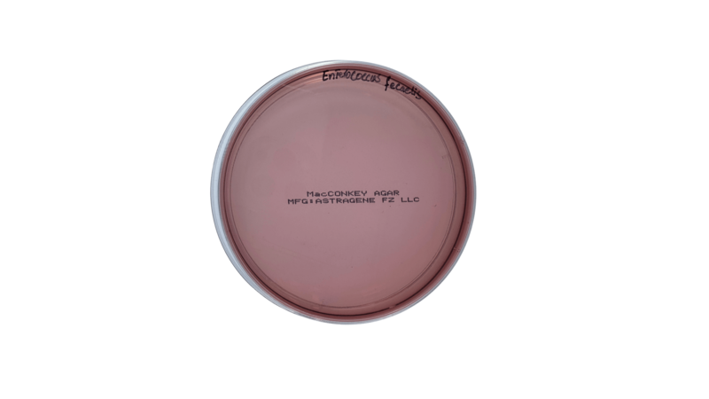 MacConkey Agar Plate
