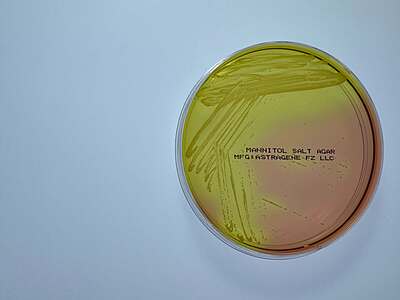 Mannitol Salt Agar Plate - 10 plates