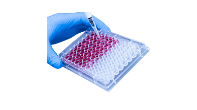 6 Well Cell Culture Plate, TC Treated