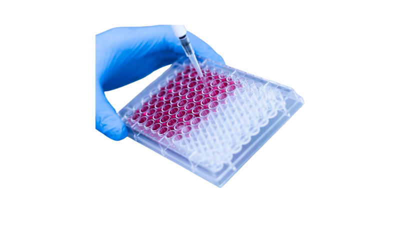 6 Well Cell Culture Plate, TC Treated