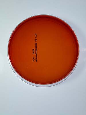 Xylose Lysine Deoxycholate (XLD) Agar Plate - 10 plates